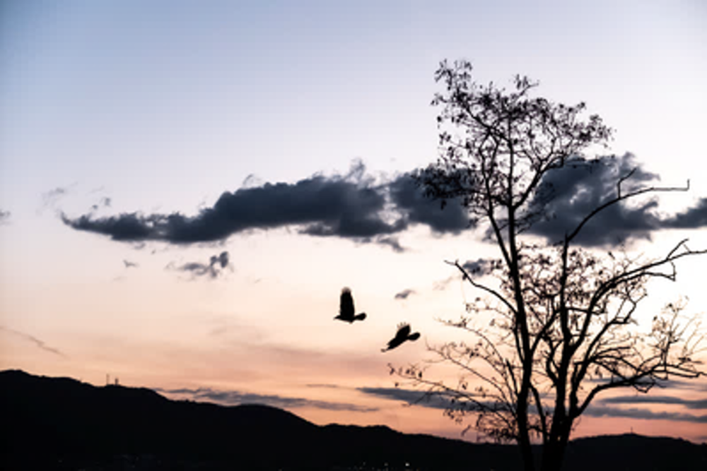 Otsu_city_Shiga_Creating_Photographs_for_the_Tourism_Business　copyright‗MTBS‗PHOTO (2)